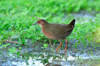 Mutlu kıpkırmızı, kuyruğunu sallayan mutlu kuş, yakut göğüslü crake (Porzana fusca))
