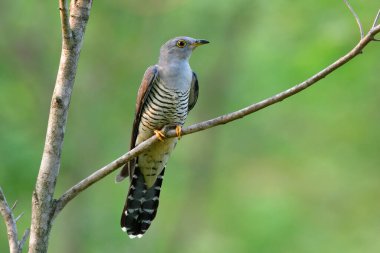 Himalaya guguk kuşu (Cuculus saturatus), Cuculus cinsindeki güzel gri kuş, Himalayalar 'dan doğuya, Çin' in güneyine ve Tayland 'a kadar çoğalır.
