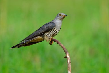 Himalaya guguk kuşu (Cuculus saturatus) yeşil çevre üzerinde eğri dalına tüneyen çizgili siyah ve beyaz göbek kuşuyla yalnız gri