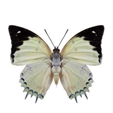 Mücevherli Nawab (Polyura delphis) güzel soluk yeşil kelebek siyah kanatlı ve arka kanatları keskin dikenli beyaz arka planda izole edilmiş doğal renklerde