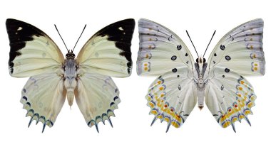 Mücevherlerle süslenmiş Nawab (Polyura delphis) güzel soluk yeşil kelebek elması kanatlarıyla süslenmiş hem ön kanat hem de arka kanat manzaralı beyaz arka planda izole edilmiş doğal renklerle.
