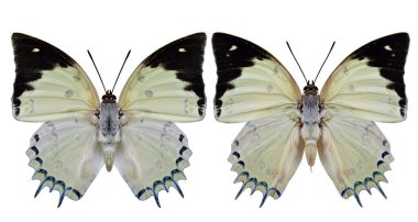 Mücevherli Nawab (Polyura delphis) ince soluk yeşil kelebek siyah kanat uçları ve kadife dikenlerle birlikte beyaz arka planda izole edilmiş elmas şekiller, büyüleyici doğa