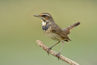 Genç, kahverengi kuş göğsünde siyah ve mavi tüylerle ince bir dala tüneyerek yeşil arka planda mutlu mesut dolaşır, Bluethroat (Luscinia svecica))