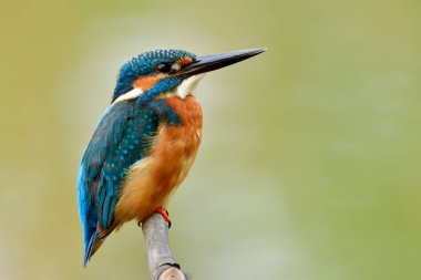 Küçük şişman mavi kuş, beyaz ince bir dalda sessizce oturuyor. Basit Kingfisher erkeği, yumuşak ışık ve yeşil arka planda.