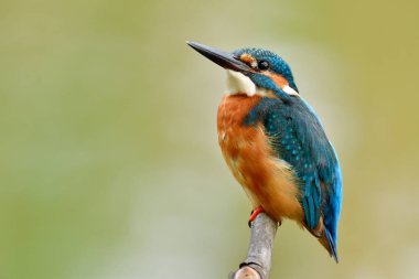Keskin gözleri ve siyah gagaları olan sevimli tombul mavi kuş doğanın dalına tünemekten mutluluk duyar.