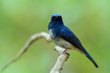 Hainan 'ın mavi sinekkapanı (Cyornis hainanus), doğada taze yeşil çevreyle beyaz dallara tünediği sırada keskin çene tüylerini gösterir.