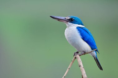 Mangrove ya da yakalı Kingfisher (Todiramphus kloris), doğada bulanık yeşil arka planda ince dikenli dallara tüneyen şişman mavi ve beyaz kuş.