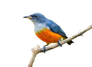 Turuncu karınlı çiçek gagalı (Dicaeum trigonostigma) güzel küçük turuncu göbek ve tepeden tırnağa gri kuş beyaz arka planda izole edilmiş ağaç dalına tünemiş.