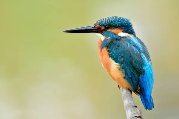 Exotic blue bird with brown feathers on its belly and large sharp beaks calmly perching on wooden branch in nature, Common Kingfisher
