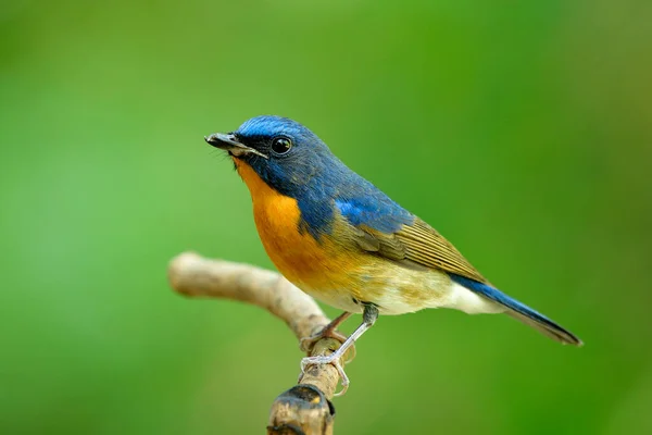 Exotic blue bird with orange feathers on its chest to belly standing on small stick over green background, Chinese blue flycatcher (Cyornis glaucicomans)