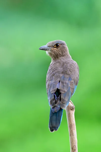Exótico Pájaro Gris Azul Posado Rama Madera Naturaleza Que Muestra — Foto de Stock