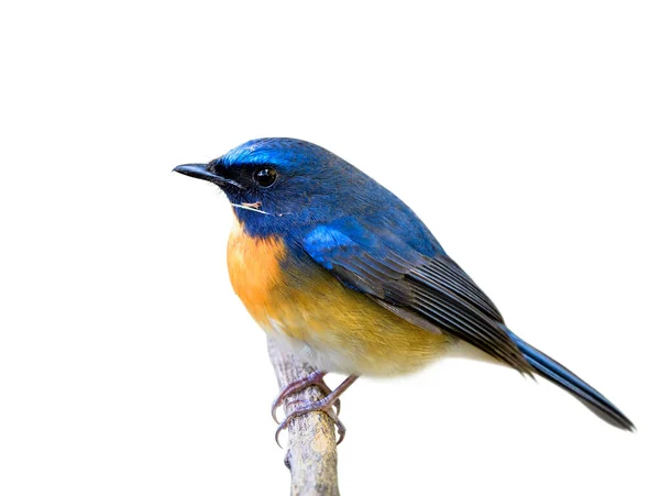 Affascinato Uccello Grasso Blu Arancione Isolato Sfondo Bianco Con Ragnatela — Foto Stock