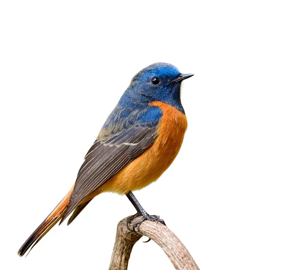 Очаровательная Бархатная Оранжевая Голубая Птица Сидящая Деревянной Ветке Белом Фоне — стоковое фото