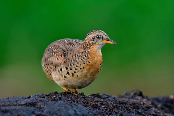 Burung Gemuk Tanah Tinggi Dengan Pencahayaan Lembut Dan Lingkungan Hijau — Stok Foto