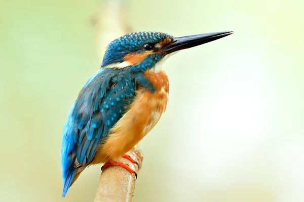 Taze Ahşap Dala Tüy Detaylarıyla Tünemiş Şişman Mavi Kuş Alcedo — Stok fotoğraf