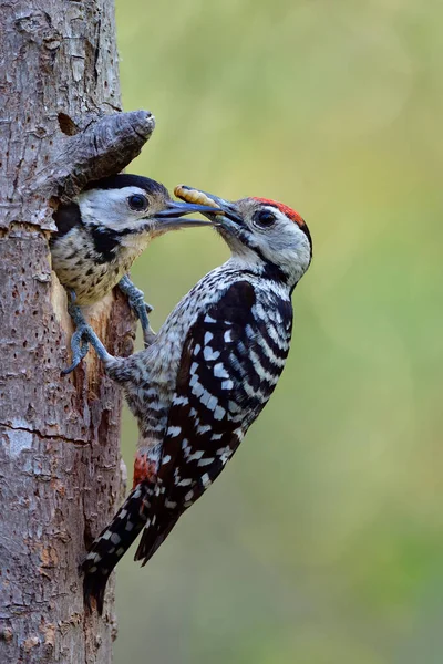 Father Bird Feeding Its Baby Wooden Nest Breeding Season Soft — Stock Photo, Image