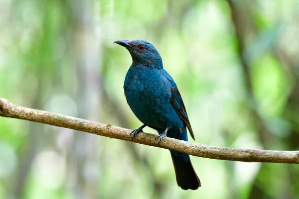 Θηλυκό Της Ασίας Νεράιδα Bluebird Irena Puella Όμορφη Όλα Κυανό — Φωτογραφία Αρχείου