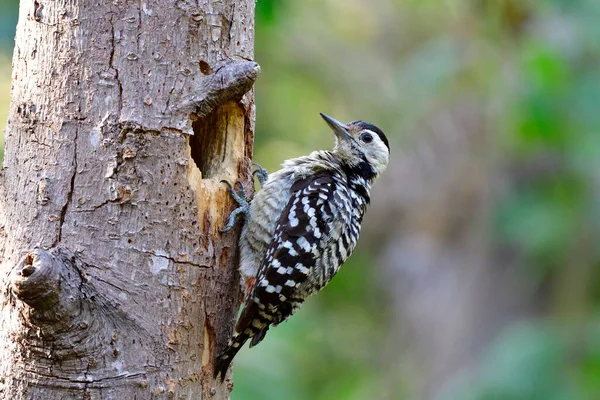 Female Fulvous Breasted Woodpecker Dendrocopos Macei Black White Camouflage Bird — Stock Photo, Image