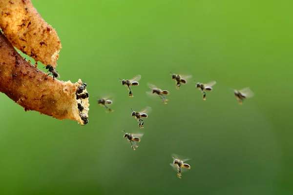 Rebanho Abelhas Sem Ferrão Voando Volta Para Seu Buraco Pólen — Fotografia de Stock