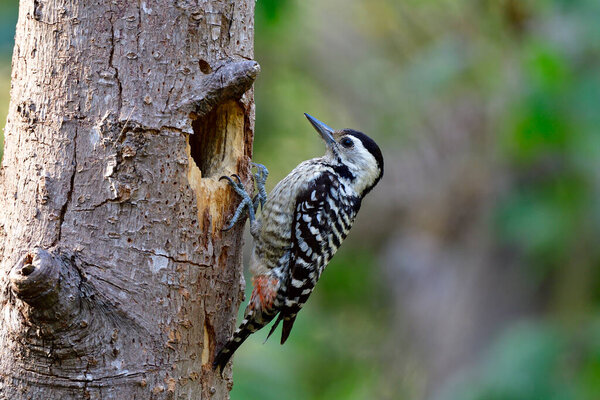 Веснушчатогрудый дятел (Dendrocopos macei) прекрасная маленькая камуфляжная птичка, сидящая на своем древовидном гнезде во время сезона размножения в Таиланде

