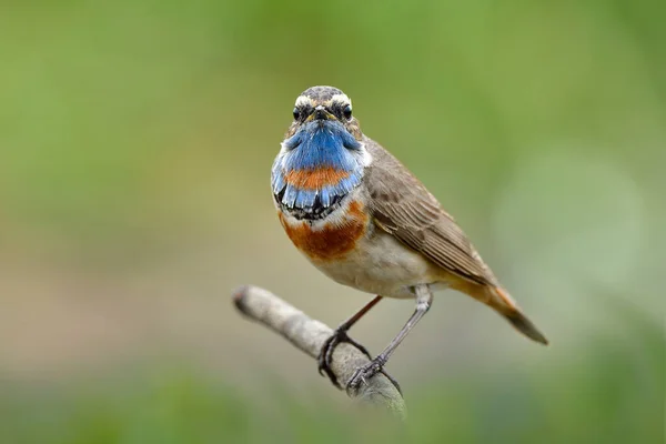 Oiseau Barbe Entièrement Bleu Regarder Droit Montrant Son Plumage Parfait — Photo