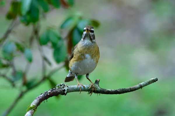 Drôle Brun Blanc Avec Des Ailes Grises Perchées Sur Branche — Photo