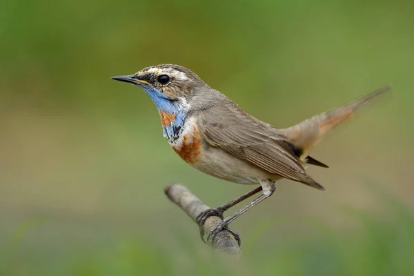 Happy Brown Bird Orange Chest Blue Neck Bluethroat Wagging Tail — Stock Photo, Image