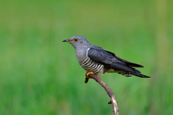 Himalaya Cuculus Saturatus Euraziatische Koekoek Fijn Grijs Met Gele Oogringen — Stockfoto