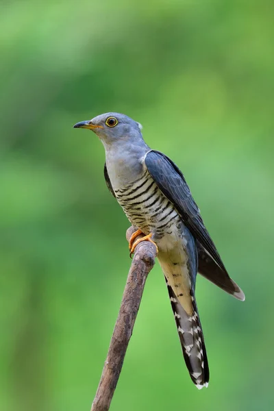 Himalayan Cuckoo Cuculus Saturatus Beautiful Grey Bird Calmly Sitting Dried — Stock Photo, Image