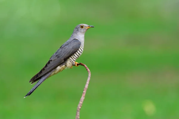 Himalaya Koekoek Cuculus Saturatus Zittend Dunne Kromme Tak Vers Groen — Stockfoto