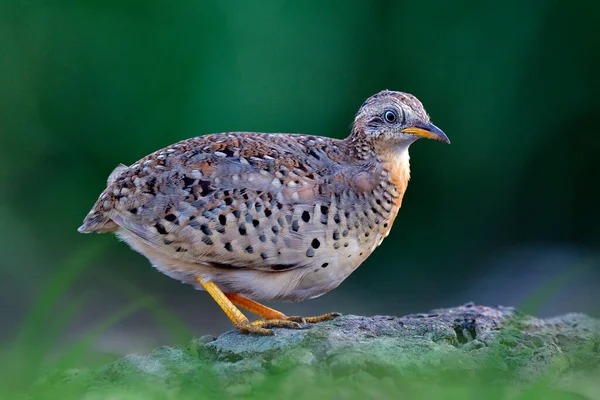 Dos Bosselé Camouflage Oiseau Brun Perché Sur Sol Dans Une — Photo