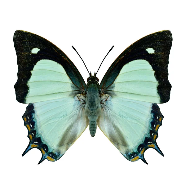 印度黄色的Nawab或Polyura Jalysus Nymphalidae Charaxinae 翅膀蝴蝶尾翼上宽绿色阴影 自然色彩 白色背景隔离 — 图库照片
