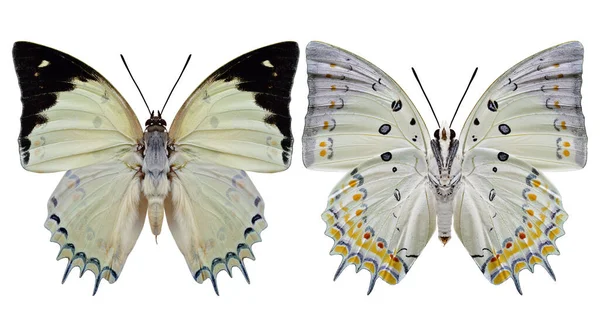 Juwelierter Nawab Polyura Delphis Schöner Blassgrüner Schmetterling Diamant Der Auf — Stockfoto