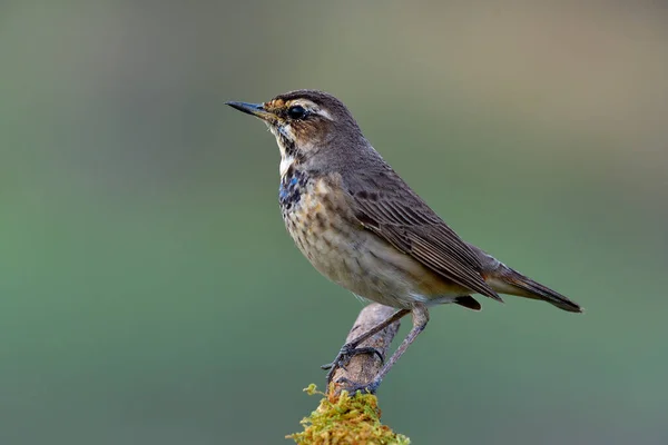 Macho Juvenil Garganta Azul Divertido Marrón Pálido Con Poco Plumaje — Foto de Stock