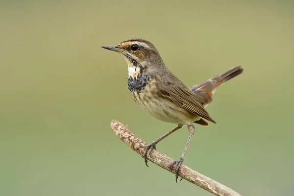 Joven Pájaro Marrón Joven Con Plumas Negras Azules Pecho Feliz — Foto de Stock