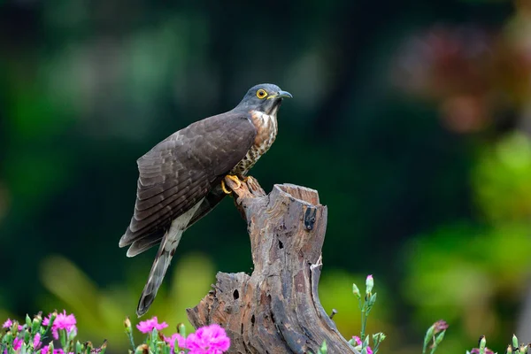 Grote Havik Koekoek Hierococcyx Sparverioides Zittend Gesneden Hout Gezet Tussen — Stockfoto