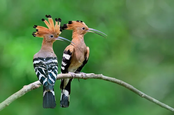 Krásný Pár Běžných Nebo Euroasijských Hoopoe Upupupa Epops Krásné Hnědé — Stock fotografie