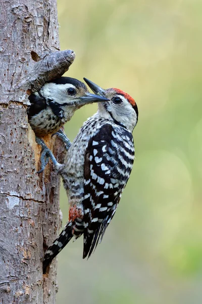 Male Bird Read Head Perching Tree His Baby Facing Out — Stock Photo, Image