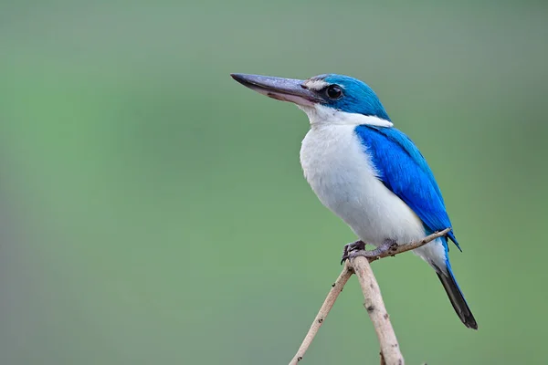 Manglar Martín Con Cuello Pescador Todiramphus Chloris Grasa Pájaro Azul —  Fotos de Stock