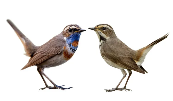 Burung Yang Paling Indah Pada Identitas Seks Untuk Laki Laki — Stok Foto