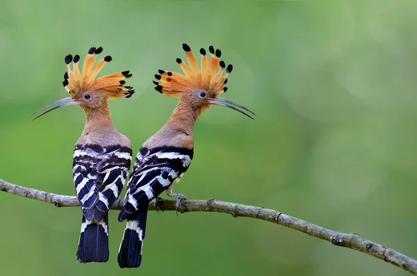 Pair of Common or Eurasian hoopoe, beautiful brown crested birds lean against each other as good friend supporting forever, animal lerning lesson