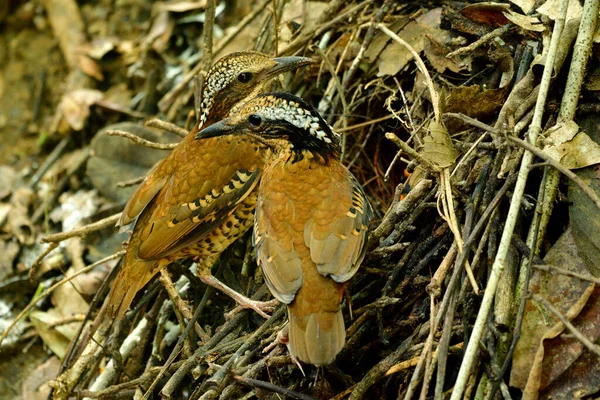 Pair of Eared Pitta, mystery camouflage brown with back head and white ear birds guarding their chicks on nest door on busy feeding day