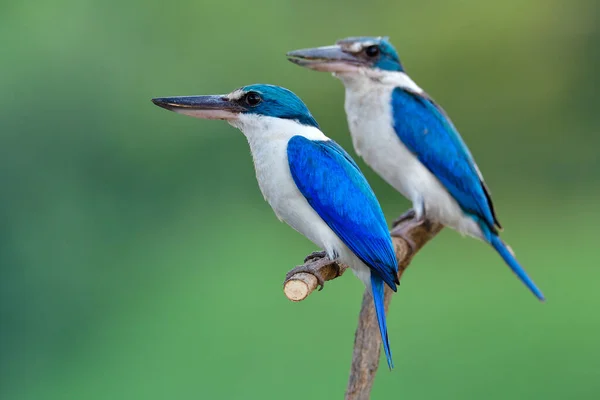 Par Cloro Todiramphus Kingfisher Colarinho Empoleirado Ramo Madeira Enquanto Relaxa — Fotografia de Stock