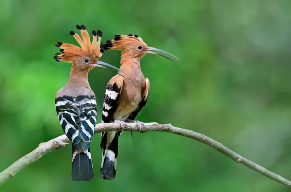 Lovely Pair Common Eurasian Hoopoe Upupa Epops Beautiful Brown Crested Royalty Free Stock Photos