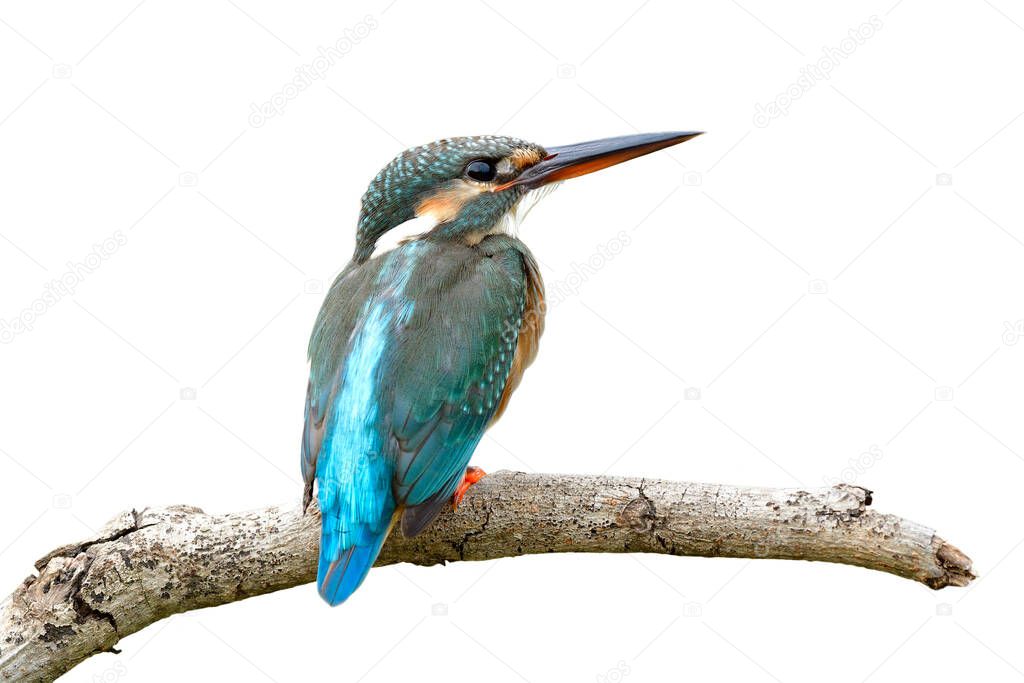 Lovely female of Common kingfisher (Alcedo atthis) beautiful turquoise blue to green bird perching on wooden branch isolated on white background, exotic wild animal