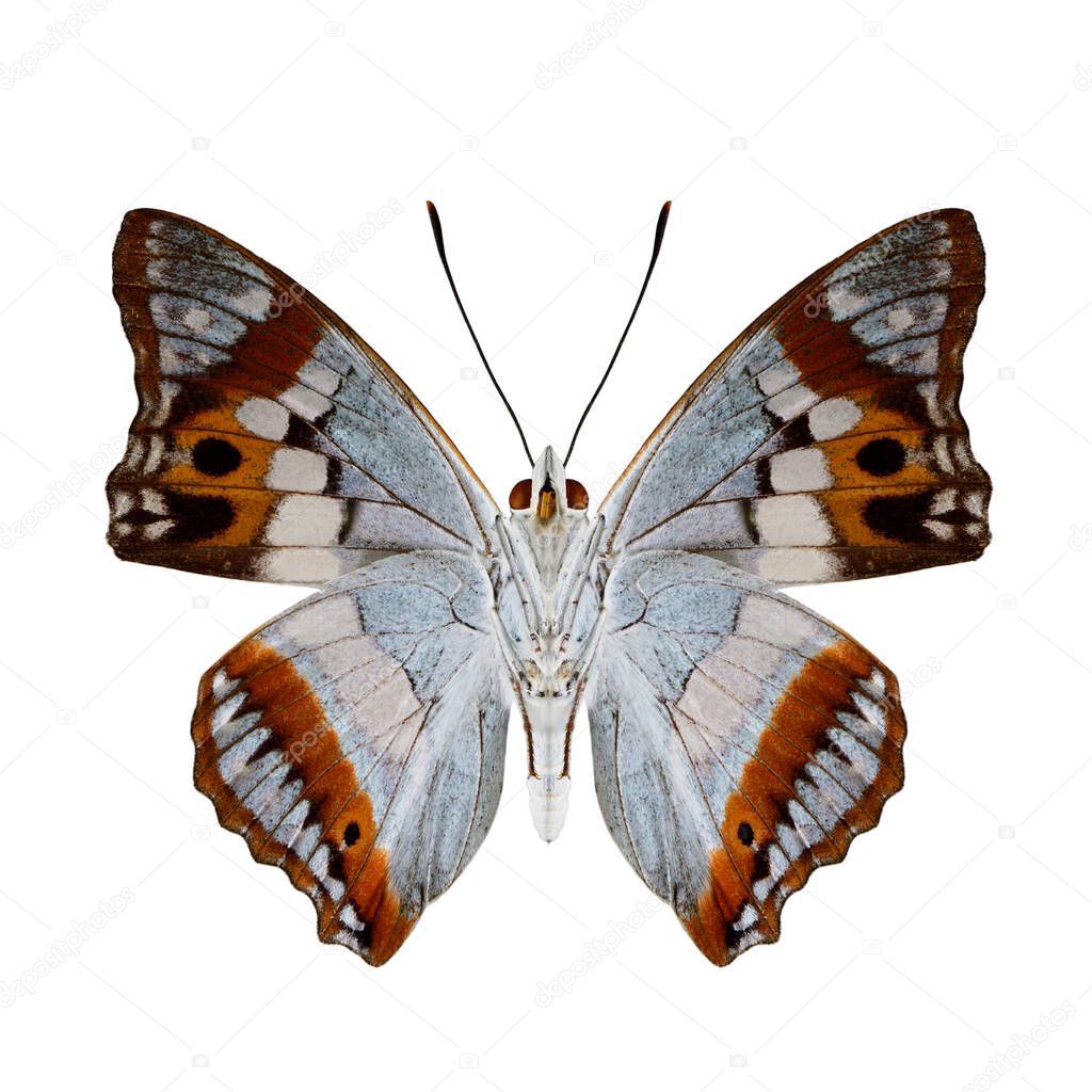 Mimathyma ambica (Indian purple emperor) underwing part with beautiful shade of pale blue white ornage and black spots isolated on white background