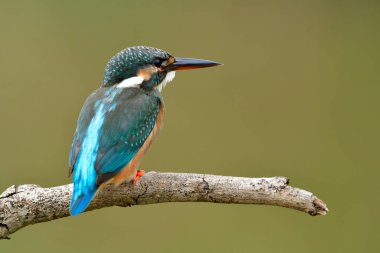 Uçmaya hazır, ortak Kingfisher (Alcedo) sevimli küçük mavi-yeşil kuş ahşap dalda tüneyerek atlamaya hazırlanıyor