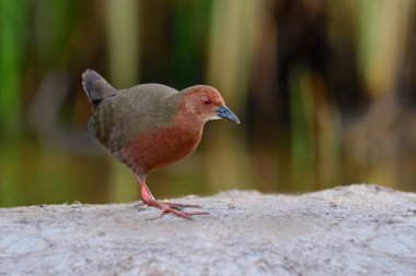 Rallidae familyasından kızıl su kuşuna güzel kestane ağacı (Porzana fusca)