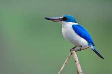 Todiramphus chloris (Mangrove veya yakalı Kingfisher) yeşil ortamda yumuşak ışıklandırmanın üzerinde ince dikenli ahşap üzerine tüneyen parlak mavi ve beyaz kuş