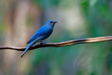 Verditer sinekkapanı (Eumyias thalassinus) Tayland seyahati sırasında sarmaşık dalına tüneyen parlak tüylü güzel mavi kuş